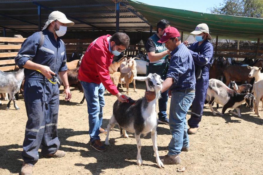 Comenzó programa de desparasitación de SAG y Seremia de Agricultura en la provincia de Choapa