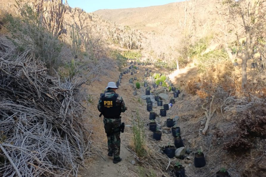 Delegada Presidencial destaca labor policial que sacó de circulación mas de tres millones de dosis de marihuana en Illapel