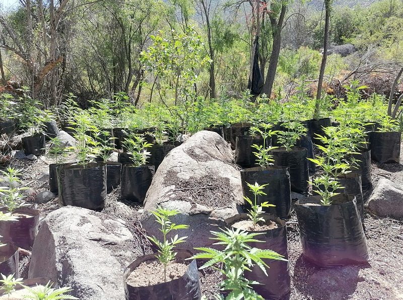 Delegada Presidencial de Choapa resalta trabajo policial que logró decomisar más de mil plantas de Marihuana en Illapel