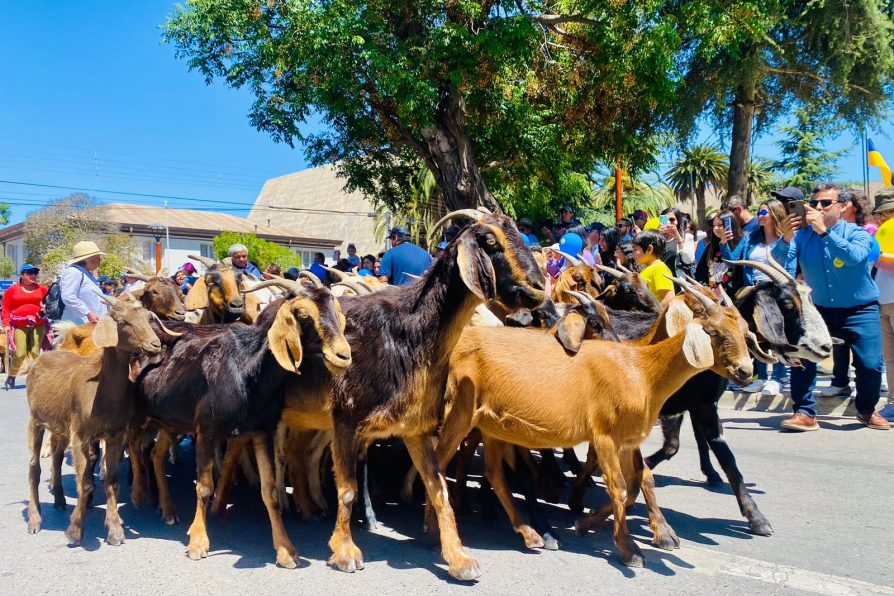 Fiesta de la Trashumancia se vivió con mucha alegría por la calles de Illapel